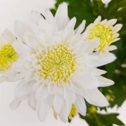 Chrysanthemen 'Chrysanne® Grandezza White', Weiß, Topf-Ø 13 Cm, 6er-Set -Gartenbedarf Verkäufe 0690110205 Koelle Chrysanthemum indicum Chrysanne Grandezza White Set 6 16 81524