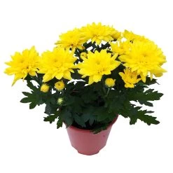 Chrysanthemen 'Chrysanne® Grandezza Yellow', Gelb, Topf-Ø 13 Cm, 6er-Set 9 Chrysanthemen 'Chrysanne® Grandezza Yellow', Gelb, Topf-Ø 13 Cm, 6er-Set -Gartenbedarf Verkäufe 0690110207 Chrysantheme Grandezza gelb image003 81602