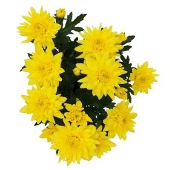 Chrysanthemen 'Chrysanne® Grandezza Yellow', Gelb, Topf-Ø 13 Cm, 6er-Set 10 Chrysanthemen 'Chrysanne® Grandezza Yellow', Gelb, Topf-Ø 13 Cm, 6er-Set -Gartenbedarf Verkäufe 0690110207 Chrysantheme Grandezza gelb image005 81603