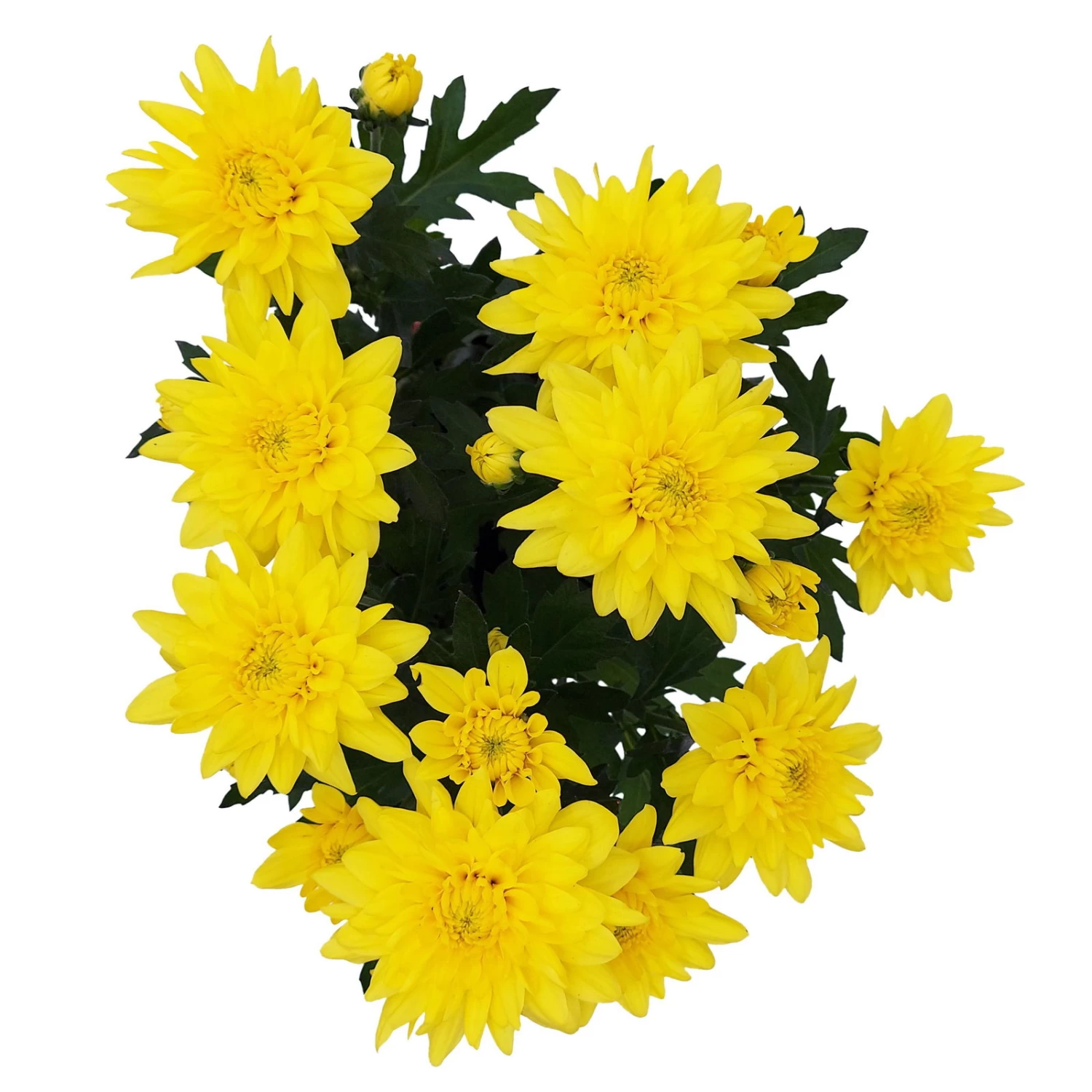 Chrysanthemen 'Chrysanne® Grandezza Yellow', Gelb, Topf-Ø 13 Cm, 6er-Set 4 Chrysanthemen 'Chrysanne® Grandezza Yellow', Gelb, Topf-Ø 13 Cm, 6er-Set – Bild 4