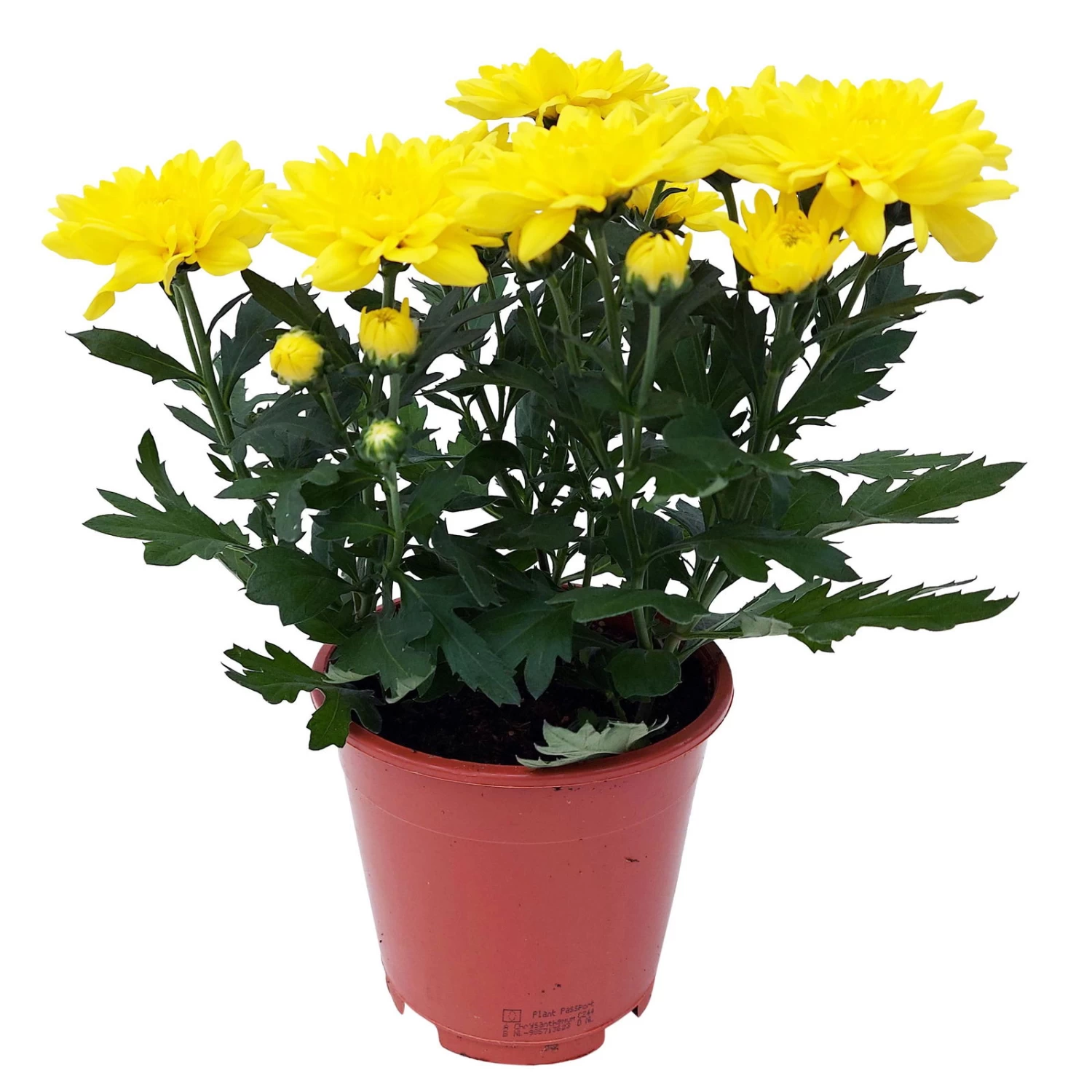 Chrysanthemen 'Chrysanne® Grandezza Yellow', Gelb, Topf-Ø 13 Cm, 6er-Set 5 Chrysanthemen 'Chrysanne® Grandezza Yellow', Gelb, Topf-Ø 13 Cm, 6er-Set – Bild 5