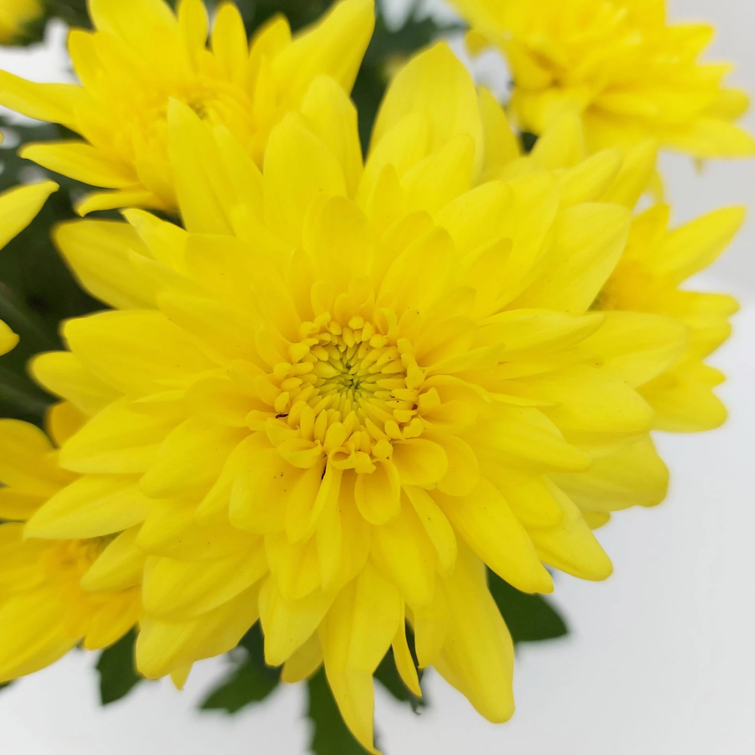 Chrysanthemen 'Chrysanne® Grandezza Yellow', Gelb, Topf-Ø 13 Cm, 6er-Set 2 Chrysanthemen 'Chrysanne® Grandezza Yellow', Gelb, Topf-Ø 13 Cm, 6er-Set – Bild 2