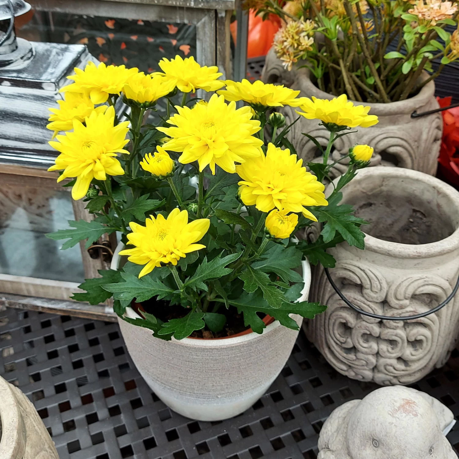 Chrysanthemen 'Chrysanne® Grandezza Yellow', Gelb, Topf-Ø 13 Cm, 6er-Set 1 Chrysanthemen 'Chrysanne® Grandezza Yellow', Gelb, Topf-Ø 13 Cm, 6er-Set