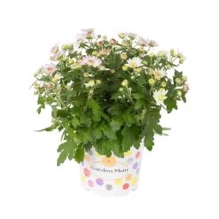 Chrysanthemen, Rosa, Topf-Ø 12 Cm, 6er-Set