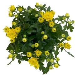 Chrysanthemen Gelb, Topf-Ø 10,5 Cm, 8er-Set -Gartenbedarf Verkäufe 0690120041 Chrysanthemum multiflora gelb 8er Set 3 112640
