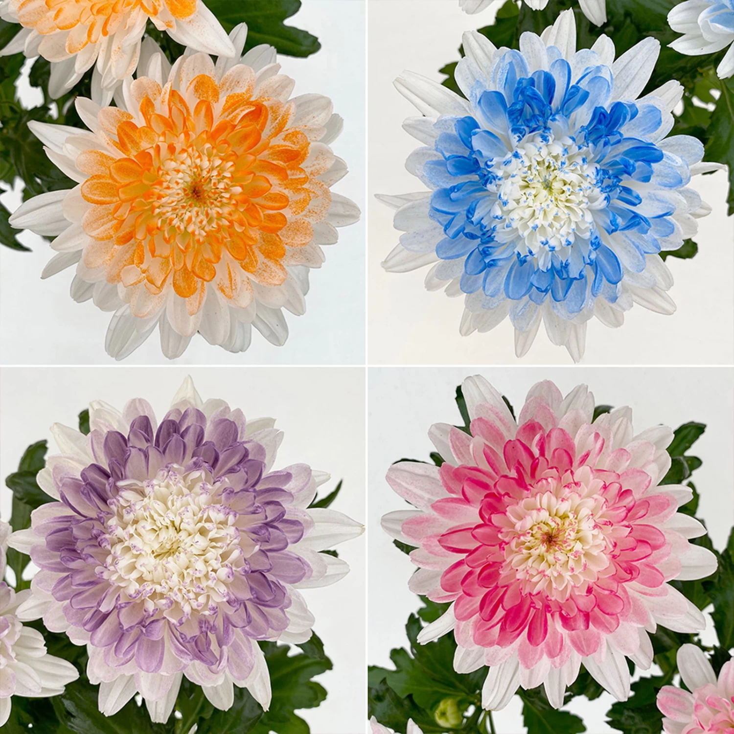 Chrysantheme 'Zembla Make-Upz® Heart Mix, Farben Zufällig, Topf-Ø 13 Cm, 3er-Set 1 Chrysantheme 'Zembla Make-Upz® Heart Mix, Farben Zufällig, Topf-Ø 13 Cm, 3er-Set