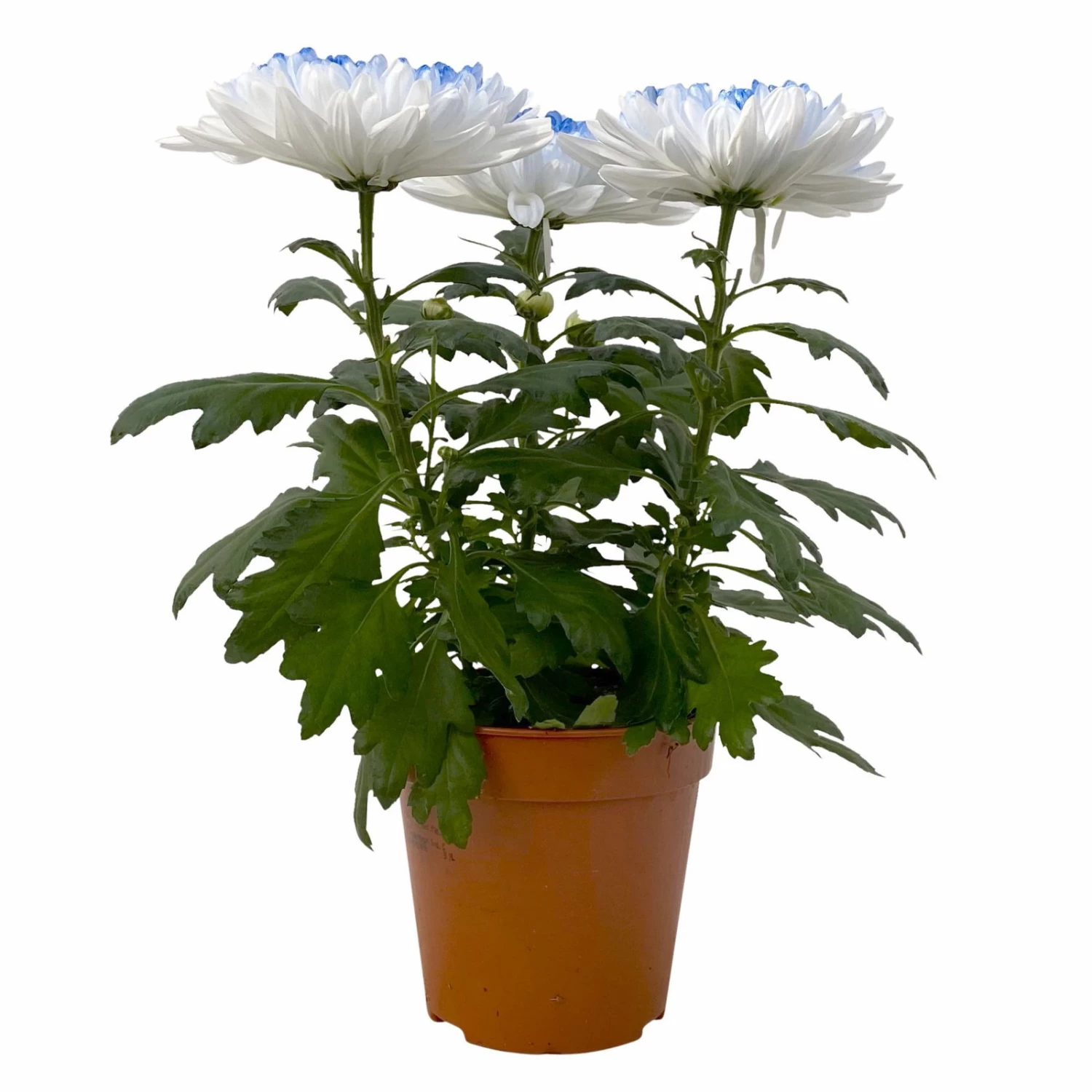 Chrysantheme 'Zembla Make-Upz® Heart Mix, Farben Zufällig, Topf-Ø 13 Cm, 3er-Set 2 Chrysantheme 'Zembla Make-Upz® Heart Mix, Farben Zufällig, Topf-Ø 13 Cm, 3er-Set – Bild 2