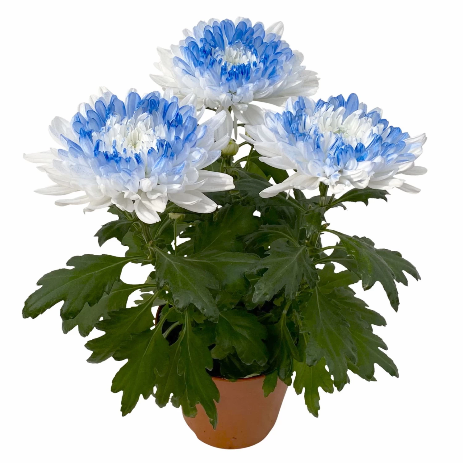 Chrysantheme 'Zembla Make-Upz® Heart Mix, Farben Zufällig, Topf-Ø 13 Cm, 3er-Set 3 Chrysantheme 'Zembla Make-Upz® Heart Mix, Farben Zufällig, Topf-Ø 13 Cm, 3er-Set – Bild 3