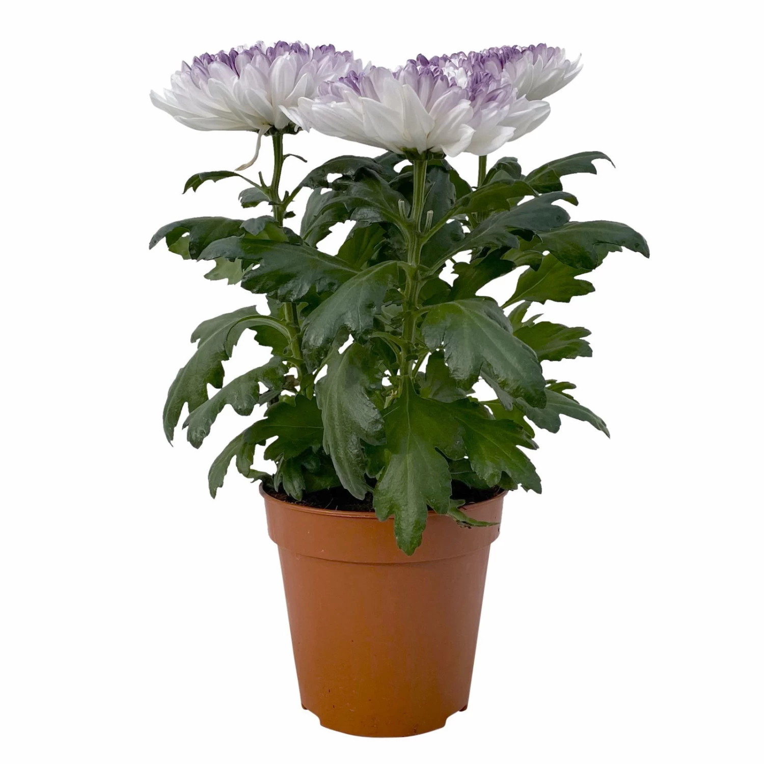 Chrysantheme 'Zembla Make-Upz® Heart Mix, Farben Zufällig, Topf-Ø 13 Cm, 3er-Set 6 Chrysantheme 'Zembla Make-Upz® Heart Mix, Farben Zufällig, Topf-Ø 13 Cm, 3er-Set – Bild 6