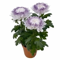 Chrysantheme 'Zembla Make-Upz® Heart Mix, Farben Zufällig, Topf-Ø 13 Cm, 3er-Set 25 Chrysantheme 'Zembla Make-Upz® Heart Mix, Farben Zufällig, Topf-Ø 13 Cm, 3er-Set -Gartenbedarf Verkäufe 0690140088 Chrysanthemum Zembla T13 Next White Make Upz HeartMix lila 3er Set 4 .JPG 115269