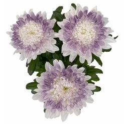 Chrysantheme 'Zembla Make-Upz® Heart Mix, Farben Zufällig, Topf-Ø 13 Cm, 3er-Set 26 Chrysantheme 'Zembla Make-Upz® Heart Mix, Farben Zufällig, Topf-Ø 13 Cm, 3er-Set -Gartenbedarf Verkäufe 0690140088 Chrysanthemum Zembla T13 Next White Make Upz HeartMix lila 3er Set 5 .JPG 115270