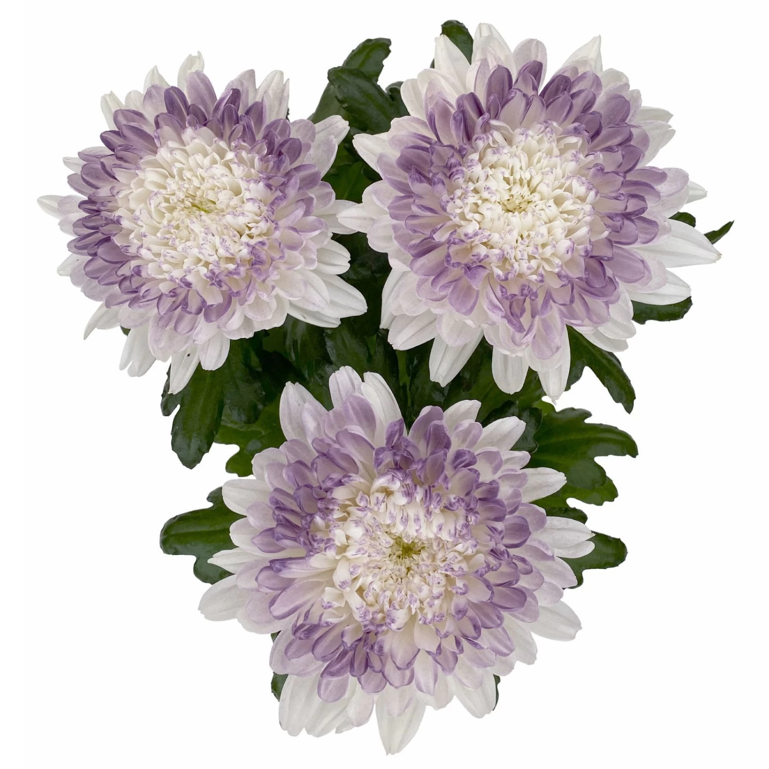 Chrysantheme 'Zembla Make-Upz® Heart Mix, Farben Zufällig, Topf-Ø 13 Cm, 3er-Set 8 Chrysantheme 'Zembla Make-Upz® Heart Mix, Farben Zufällig, Topf-Ø 13 Cm, 3er-Set – Bild 8