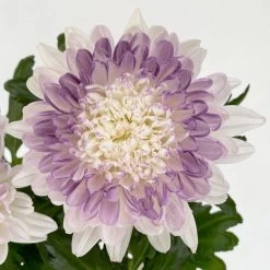 Chrysantheme 'Zembla Make-Upz® Heart Mix, Farben Zufällig, Topf-Ø 13 Cm, 3er-Set 27 Chrysantheme 'Zembla Make-Upz® Heart Mix, Farben Zufällig, Topf-Ø 13 Cm, 3er-Set -Gartenbedarf Verkäufe 0690140088 Chrysanthemum Zembla T13 Next White Make Upz HeartMix lila 3er Set 6 .JPG 115105