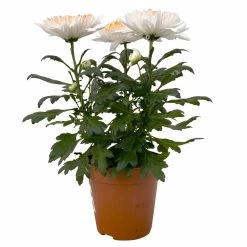 Chrysantheme 'Zembla Make-Upz® Heart Mix, Farben Zufällig, Topf-Ø 13 Cm, 3er-Set 28 Chrysantheme 'Zembla Make-Upz® Heart Mix, Farben Zufällig, Topf-Ø 13 Cm, 3er-Set -Gartenbedarf Verkäufe 0690140088 Chrysanthemum Zembla T13 Next White Make Upz HeartMix orange 3er Set 1 .JPG 115271