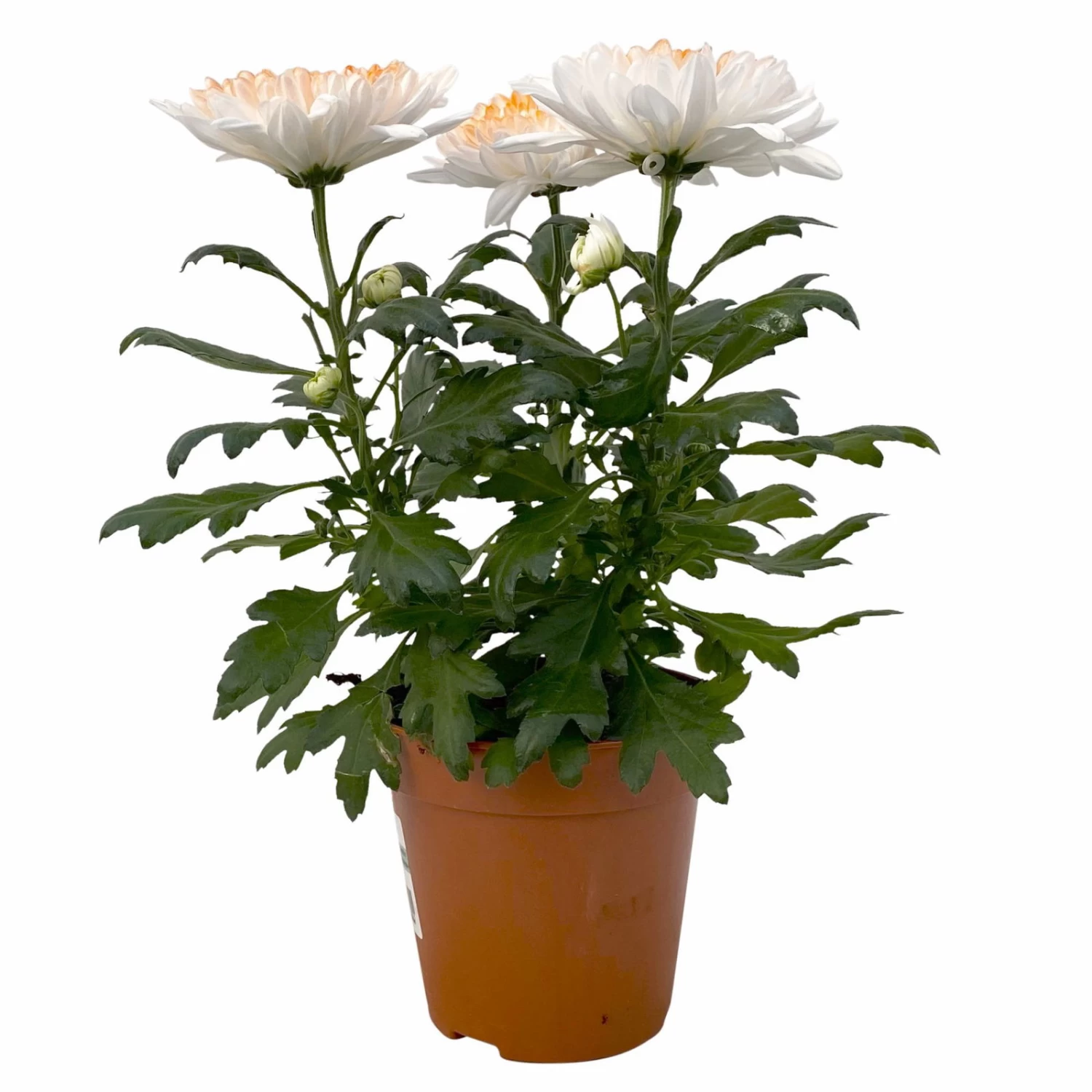 Chrysantheme 'Zembla Make-Upz® Heart Mix, Farben Zufällig, Topf-Ø 13 Cm, 3er-Set 10 Chrysantheme 'Zembla Make-Upz® Heart Mix, Farben Zufällig, Topf-Ø 13 Cm, 3er-Set – Bild 10