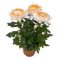 Chrysantheme 'Zembla Make-Upz® Heart Mix, Farben Zufällig, Topf-Ø 13 Cm, 3er-Set 29 Chrysantheme 'Zembla Make-Upz® Heart Mix, Farben Zufällig, Topf-Ø 13 Cm, 3er-Set -Gartenbedarf Verkäufe 0690140088 Chrysanthemum Zembla T13 Next White Make Upz HeartMix orange 3er Set 3 .JPG 115272
