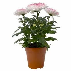 Chrysantheme 'Zembla Make-Upz® Heart Mix, Farben Zufällig, Topf-Ø 13 Cm, 3er-Set 32 Chrysantheme 'Zembla Make-Upz® Heart Mix, Farben Zufällig, Topf-Ø 13 Cm, 3er-Set -Gartenbedarf Verkäufe 0690140088 Chrysanthemum Zembla T13 Next White Make Upz HeartMix rosa 3er Set 1 .JPG 115274