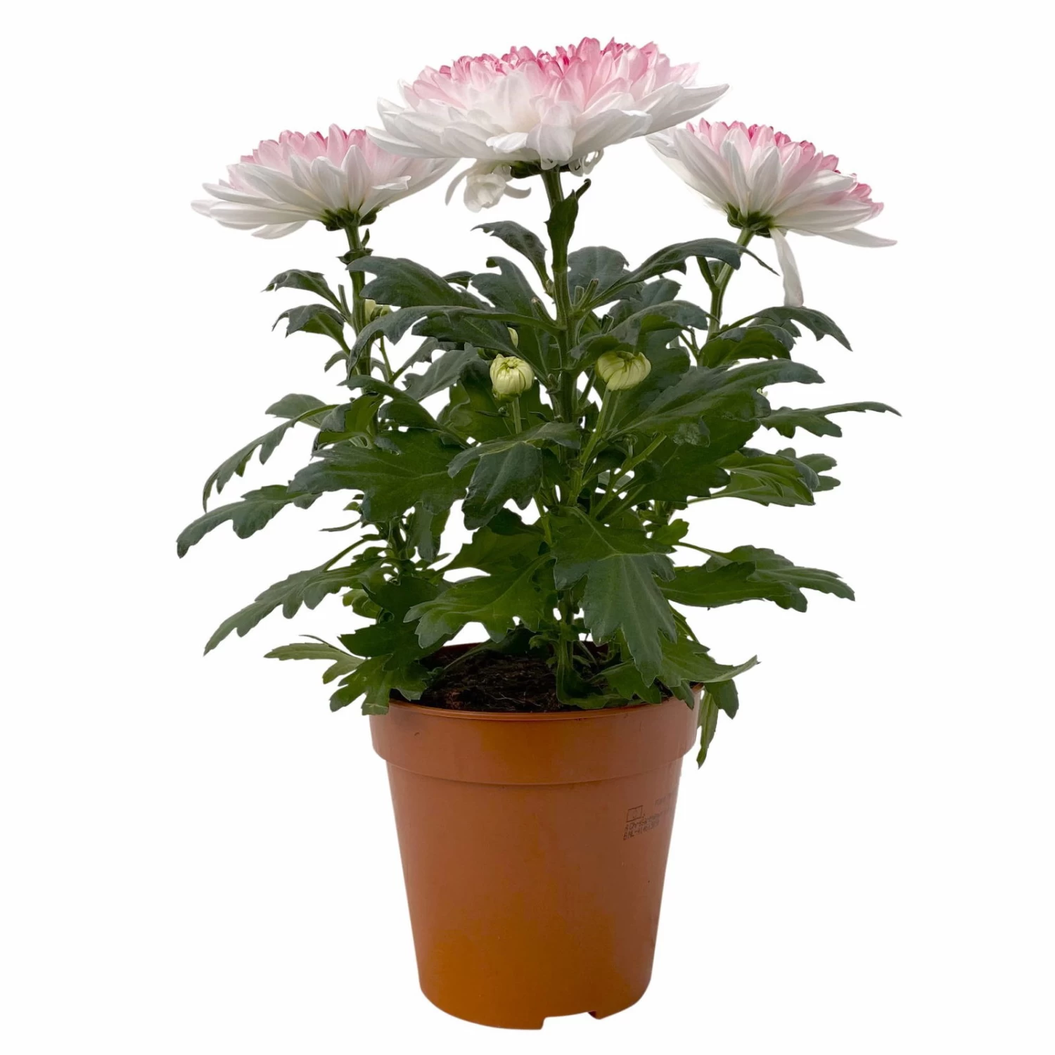 Chrysantheme 'Zembla Make-Upz® Heart Mix, Farben Zufällig, Topf-Ø 13 Cm, 3er-Set 14 Chrysantheme 'Zembla Make-Upz® Heart Mix, Farben Zufällig, Topf-Ø 13 Cm, 3er-Set – Bild 14