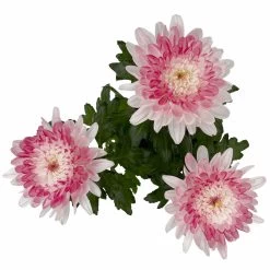 Chrysantheme 'Zembla Make-Upz® Heart Mix, Farben Zufällig, Topf-Ø 13 Cm, 3er-Set 34 Chrysantheme 'Zembla Make-Upz® Heart Mix, Farben Zufällig, Topf-Ø 13 Cm, 3er-Set -Gartenbedarf Verkäufe 0690140088 Chrysanthemum Zembla T13 Next White Make Upz HeartMix rosa 3er Set 5 .JPG 115276