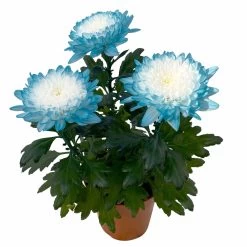 Chrysantheme 'Zembla Make-Upz® Uno Mix, Farben Zufällig, Topf-Ø 13 Cm, 3er-Set -Gartenbedarf Verkäufe 0690140089 Chrysanthemum Zembla T13 Next White Make Upz UnoMix blau 3er Set 4 115278