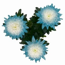 Chrysantheme 'Zembla Make-Upz® Uno Mix, Farben Zufällig, Topf-Ø 13 Cm, 3er-Set -Gartenbedarf Verkäufe 0690140089 Chrysanthemum Zembla T13 Next White Make Upz UnoMix blau 3er Set 5 115279