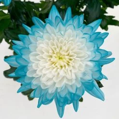 Chrysantheme 'Zembla Make-Upz® Uno Mix, Farben Zufällig, Topf-Ø 13 Cm, 3er-Set -Gartenbedarf Verkäufe 0690140089 Chrysanthemum Zembla T13 Next White Make Upz UnoMix blau 3er Set 6 115109