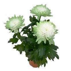 Chrysantheme 'Zembla Make-Upz® Uno Mix, Farben Zufällig, Topf-Ø 13 Cm, 3er-Set -Gartenbedarf Verkäufe 0690140089 Chrysanthemum Zembla T13 Next White Make Upz UnoMix gruen 3er Set 5 115281