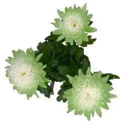 Chrysantheme 'Zembla Make-Upz® Uno Mix, Farben Zufällig, Topf-Ø 13 Cm, 3er-Set -Gartenbedarf Verkäufe 0690140089 Chrysanthemum Zembla T13 Next White Make Upz UnoMix gruen 3er Set 7 115282
