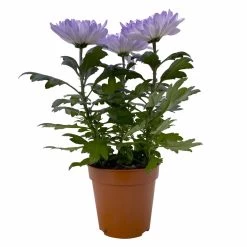 Chrysantheme 'Zembla Make-Upz® Uno Mix, Farben Zufällig, Topf-Ø 13 Cm, 3er-Set -Gartenbedarf Verkäufe 0690140089 Chrysanthemum Zembla T13 Next White Make Upz UnoMix lila 3er Set 1 115283