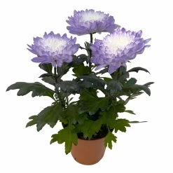 Chrysantheme 'Zembla Make-Upz® Uno Mix, Farben Zufällig, Topf-Ø 13 Cm, 3er-Set -Gartenbedarf Verkäufe 0690140089 Chrysanthemum Zembla T13 Next White Make Upz UnoMix lila 3er Set 4 115284
