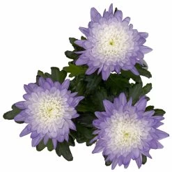 Chrysantheme 'Zembla Make-Upz® Uno Mix, Farben Zufällig, Topf-Ø 13 Cm, 3er-Set -Gartenbedarf Verkäufe 0690140089 Chrysanthemum Zembla T13 Next White Make Upz UnoMix lila 3er Set 5 1 115285
