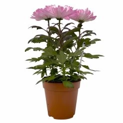 Chrysantheme 'Zembla Make-Upz® Uno Mix, Farben Zufällig, Topf-Ø 13 Cm, 3er-Set -Gartenbedarf Verkäufe 0690140089 Chrysanthemum Zembla T13 Next White Make Upz UnoMix pink 3er Set 1 115286