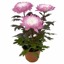 Chrysantheme 'Zembla Make-Upz® Uno Mix, Farben Zufällig, Topf-Ø 13 Cm, 3er-Set -Gartenbedarf Verkäufe 0690140089 Chrysanthemum Zembla T13 Next White Make Upz UnoMix pink 3er Set 3 115287