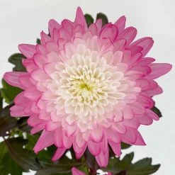 Chrysantheme 'Zembla Make-Upz® Uno Mix, Farben Zufällig, Topf-Ø 13 Cm, 3er-Set -Gartenbedarf Verkäufe 0690140089 Chrysanthemum Zembla T13 Next White Make Upz UnoMix pink 3er Set 5 .JPG 115112