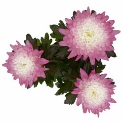 Chrysantheme 'Zembla Make-Upz® Uno Mix, Farben Zufällig, Topf-Ø 13 Cm, 3er-Set -Gartenbedarf Verkäufe 0690140089 Chrysanthemum Zembla T13 Next White Make Upz UnoMix pink 3er Set 6 115288