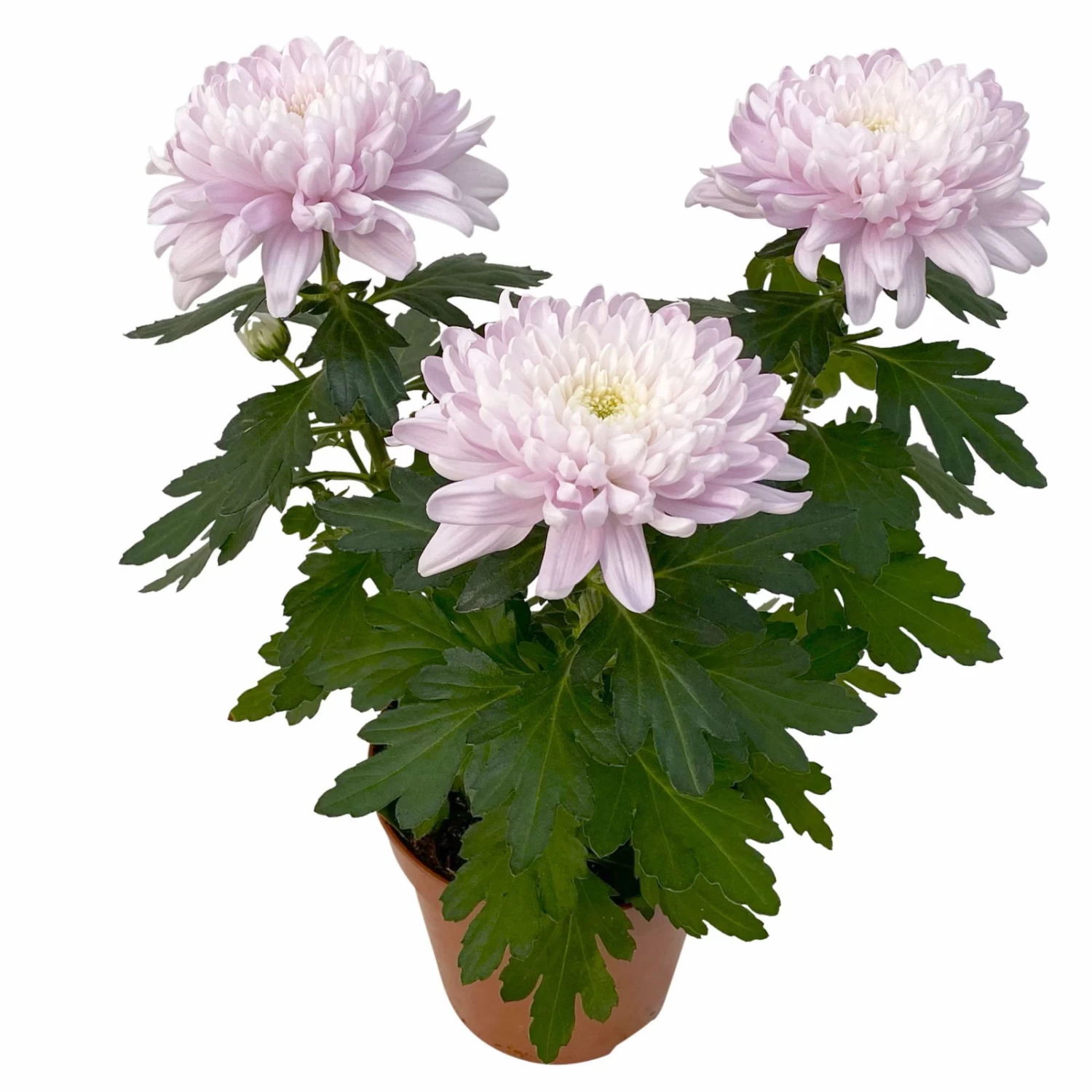 Chrysantheme 'Chrysanne® Zembla Next Pink' Rosa, Großbl., Topf-Ø 13cm, 6er-Set 3 Chrysantheme 'Chrysanne® Zembla Next Pink' Rosa, Großbl., Topf-Ø 13cm, 6er-Set – Bild 3