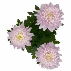 Chrysantheme 'Chrysanne® Zembla Next Pink' Rosa, Großbl., Topf-Ø 13cm, 6er-Set 10 Chrysantheme 'Chrysanne® Zembla Next Pink' Rosa, Großbl., Topf-Ø 13cm, 6er-Set -Gartenbedarf Verkäufe 0690140100 0690140101 Chrysanthemum Zembla T13 rosa Next Pink 5 115297
