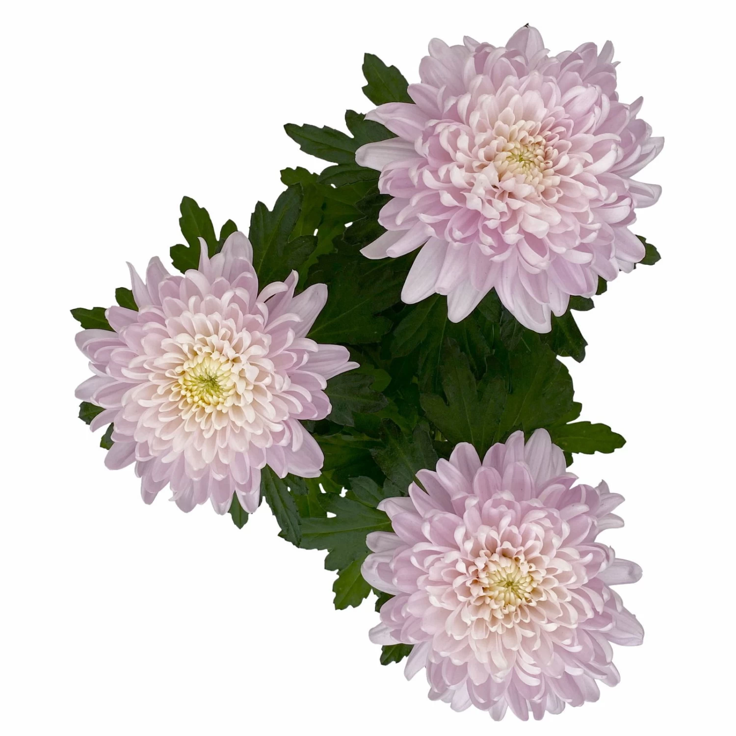 Chrysantheme 'Chrysanne® Zembla Next Pink' Rosa, Großbl., Topf-Ø 13cm, 6er-Set 4 Chrysantheme 'Chrysanne® Zembla Next Pink' Rosa, Großbl., Topf-Ø 13cm, 6er-Set – Bild 4