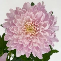 Chrysantheme 'Chrysanne® Zembla Next Pink' Rosa, Großbl., Topf-Ø 13cm, 6er-Set 11 Chrysantheme 'Chrysanne® Zembla Next Pink' Rosa, Großbl., Topf-Ø 13cm, 6er-Set -Gartenbedarf Verkäufe 0690140100 0690140101 Chrysanthemum Zembla T13 rosa Next Pink 6 115116