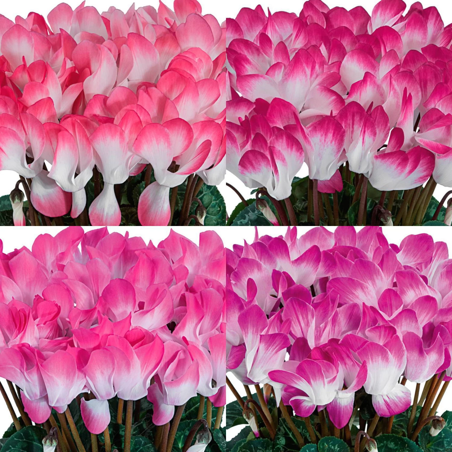 Alpenveilchen 'Indiaka® Geflammt, Farben Zufällig, Topf-Ø 12 Cm, 6er-Set 1 Alpenveilchen 'Indiaka® Geflammt, Farben Zufällig, Topf-Ø 12 Cm, 6er-Set