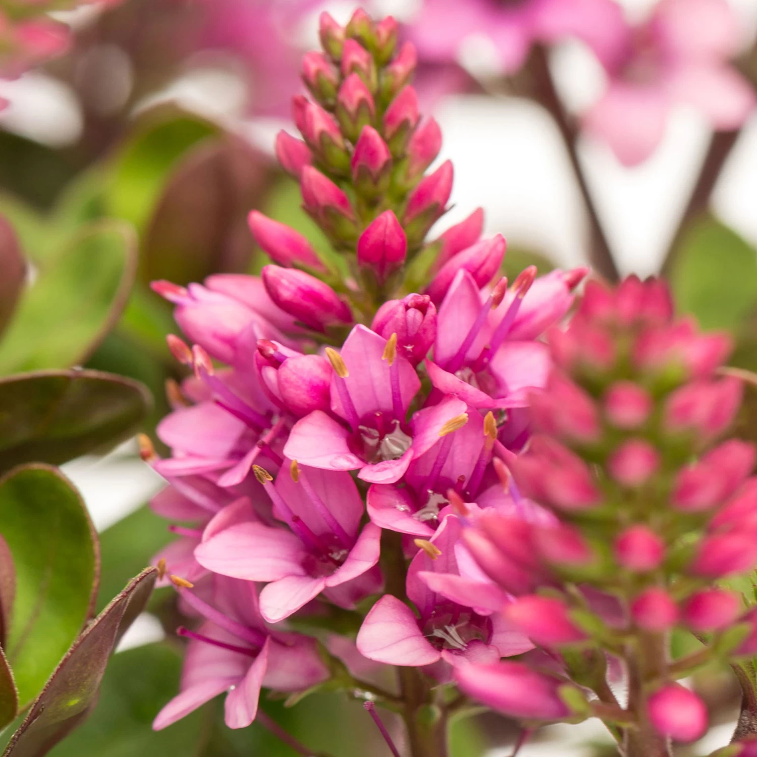 Hebe 'All Blooms®' Rosa, Topf-Ø 12 Cm, 6er-Set 2 Hebe 'All Blooms®' Rosa, Topf-Ø 12 Cm, 6er-Set – Bild 2