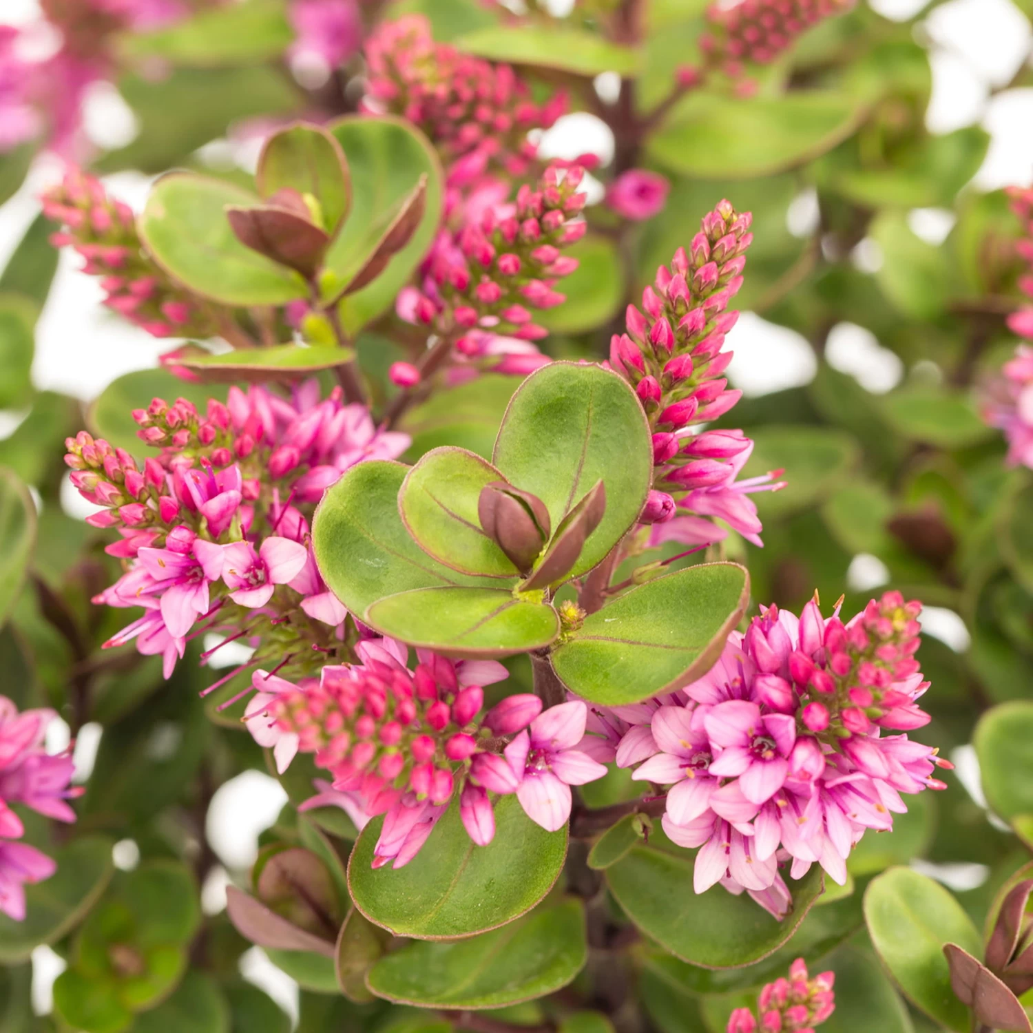 Hebe 'All Blooms®' Rosa, Topf-Ø 12 Cm, 3er-Set 1 Hebe 'All Blooms®' Rosa, Topf-Ø 12 Cm, 3er-Set