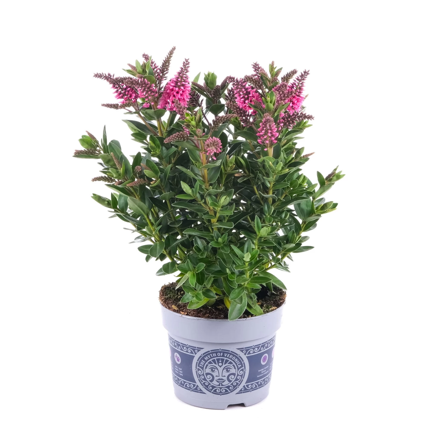 Hebe 'All Blooms®' Rosa, Topf-Ø 12 Cm, 3er-Set 8 Hebe 'All Blooms®' Rosa, Topf-Ø 12 Cm, 3er-Set – Bild 8