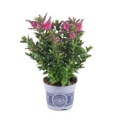 Hebe 'All Blooms®' Rosa, Topf-Ø 12 Cm, 6er-Set 17 Hebe 'All Blooms®' Rosa, Topf-Ø 12 Cm, 6er-Set -Gartenbedarf Verkäufe 0690190064 Koelle Hebe All Blooms T12 rosarot 6er Set WS 1 95602