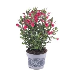 Hebe 'All Blooms®' Rot-pink, Sorte Zufällig, Topf-Ø 12 Cm, 6er-Set 8 Hebe 'All Blooms®' Rot-pink, Sorte Zufällig, Topf-Ø 12 Cm, 6er-Set -Gartenbedarf Verkäufe 0690190064 Koelle Hebe All Blooms T12 rosarot 6er Set WS 2 95601