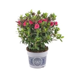 Hebe 'All Blooms®' Rosa, Topf-Ø 12 Cm, 6er-Set 16 Hebe 'All Blooms®' Rosa, Topf-Ø 12 Cm, 6er-Set -Gartenbedarf Verkäufe 0690190064 Koelle Hebe All Blooms T12 rosarot 6er Set WS 4 95600