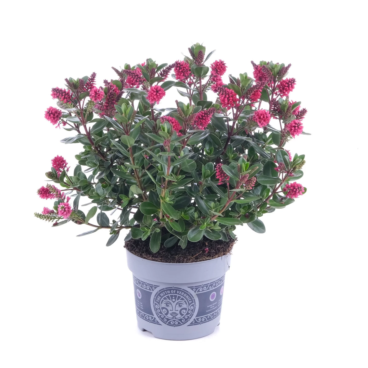 Hebe 'All Blooms®' Rot-pink, Sorte Zufällig, Topf-Ø 12 Cm, 6er-Set 1 Hebe 'All Blooms®' Rot-pink, Sorte Zufällig, Topf-Ø 12 Cm, 6er-Set