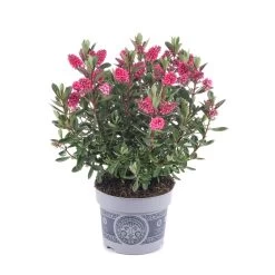 Hebe 'All Blooms®' Rosa, Topf-Ø 12 Cm, 3er-Set 15 Hebe 'All Blooms®' Rosa, Topf-Ø 12 Cm, 3er-Set -Gartenbedarf Verkäufe 0690190064 Koelle Hebe All Blooms T12 rosarot 6er Set WS 6 95598 1