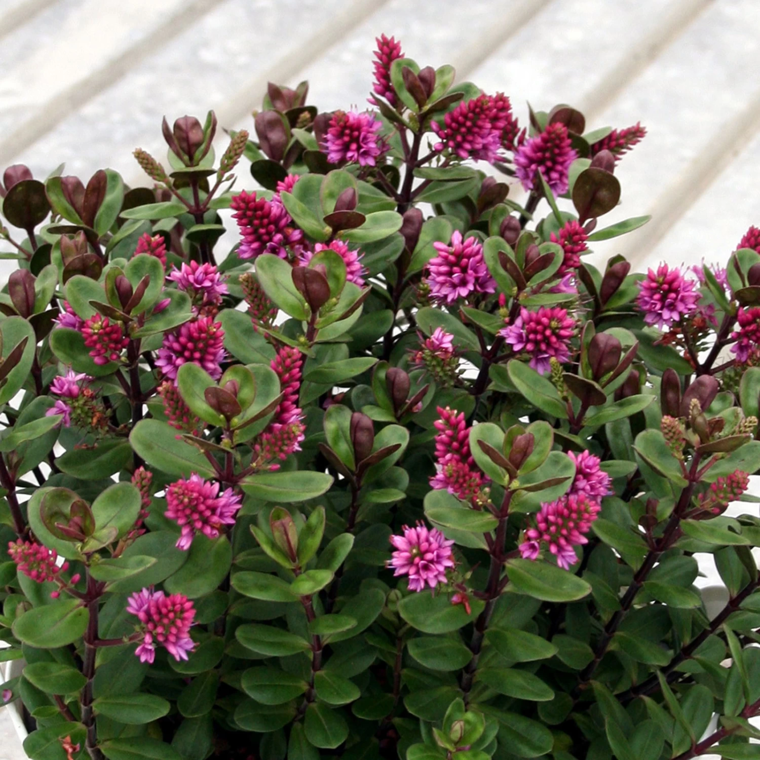 Hebe 'All Blooms®' Rosa, Topf-Ø 12 Cm, 3er-Set 4 Hebe 'All Blooms®' Rosa, Topf-Ø 12 Cm, 3er-Set – Bild 4