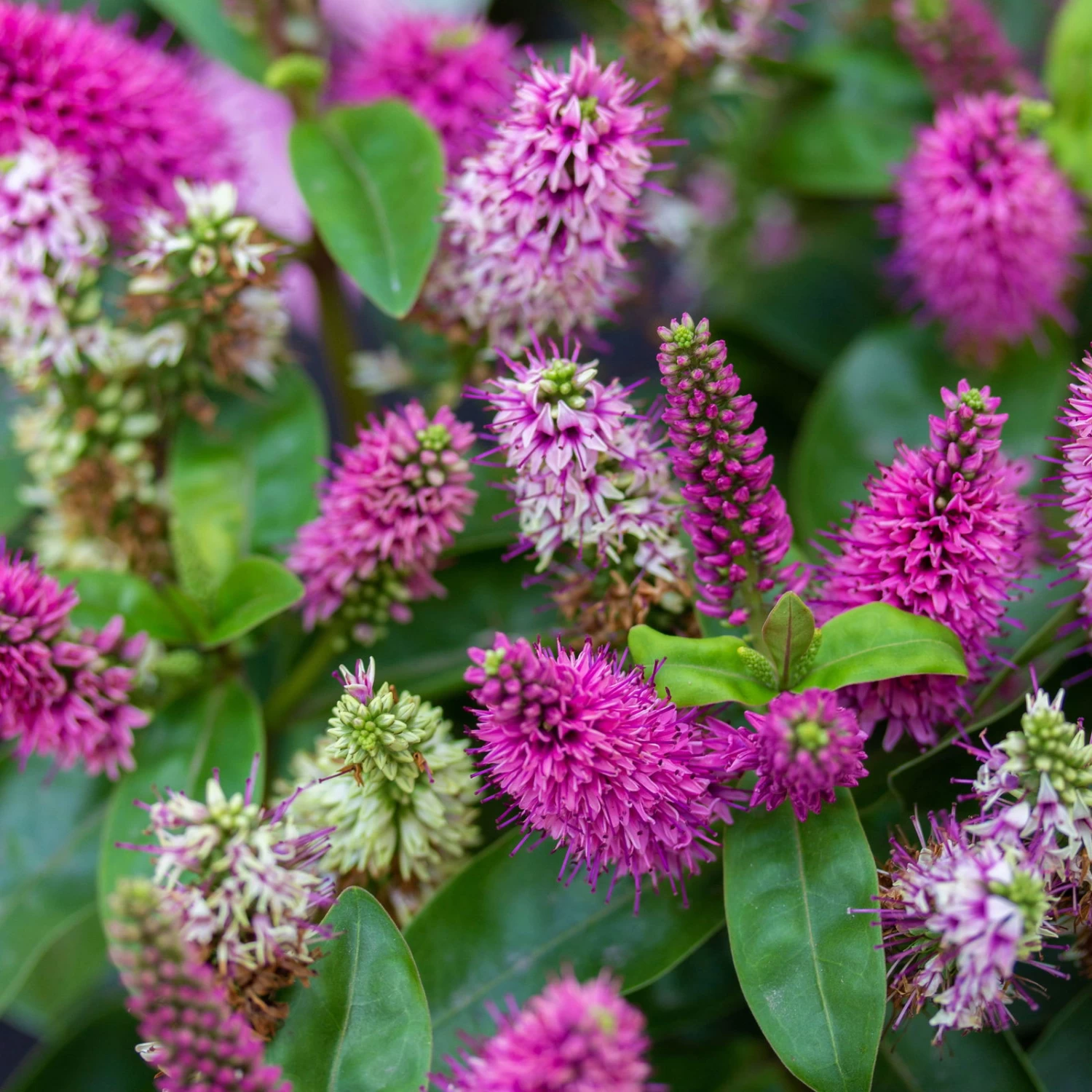 Hebe Rosa/pink, Topf-Ø 23 Cm 1 Hebe Rosa/pink, Topf-Ø 23 Cm